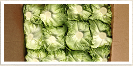 Lettuce
